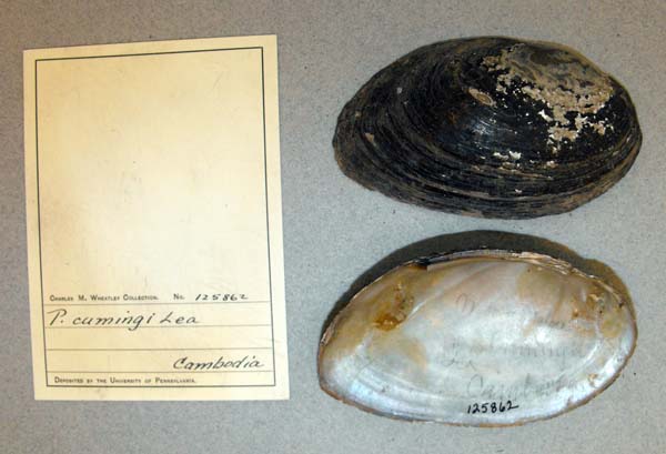 image of lot ANSP_125862