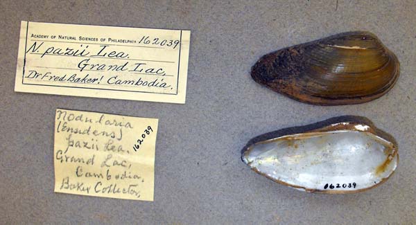 image of lot ANSP_162039