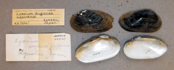 image of lot ANSP_228147