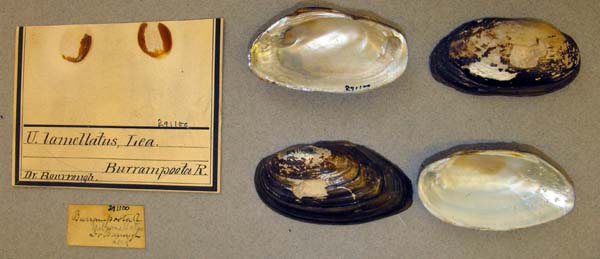 image of lot ANSP_291100