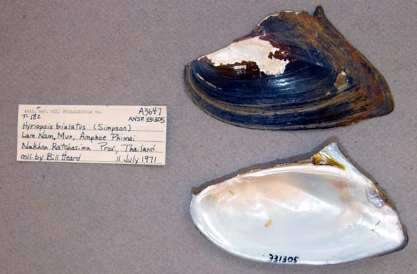 image of lot ANSP_311305