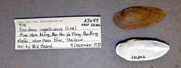 image of lot ANSP_331302