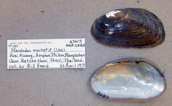 image of lot ANSP_331313