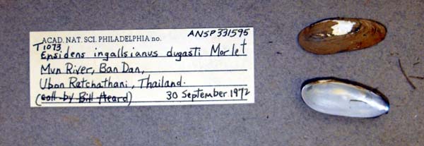 image of lot ANSP_331595