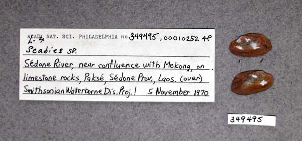 image of lot ANSP_349495