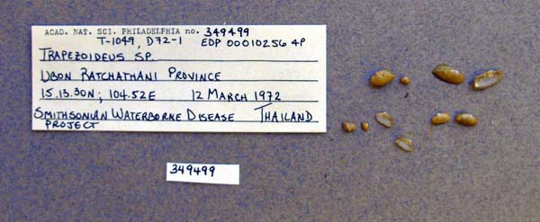 image of lot ANSP_349499