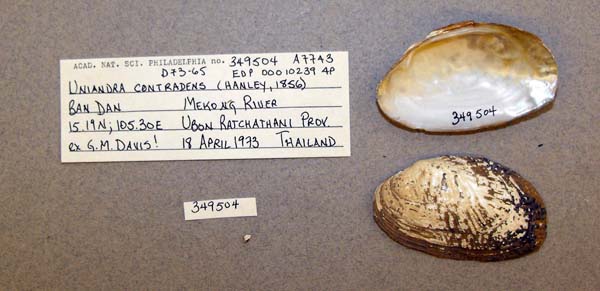 image of lot ANSP_349504