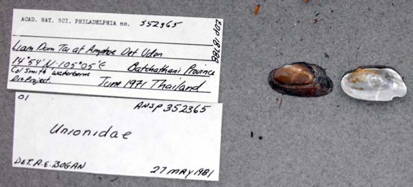 image of lot ANSP_352365