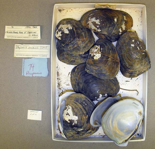 image of lot ANSP_389025