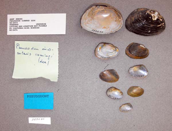 image of lot ANSP_389040