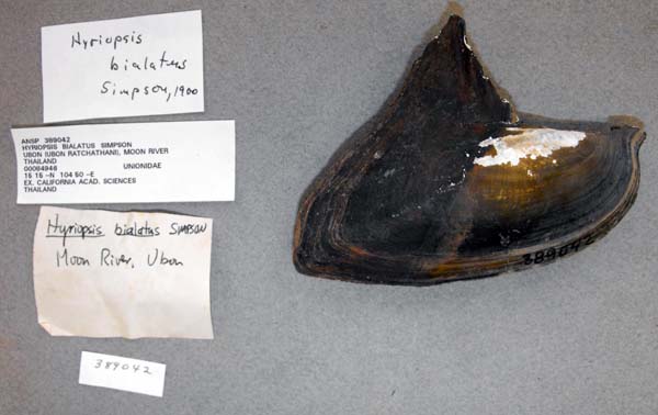 image of lot ANSP_389042