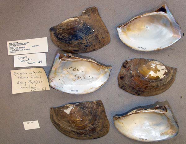 image of lot ANSP_389044