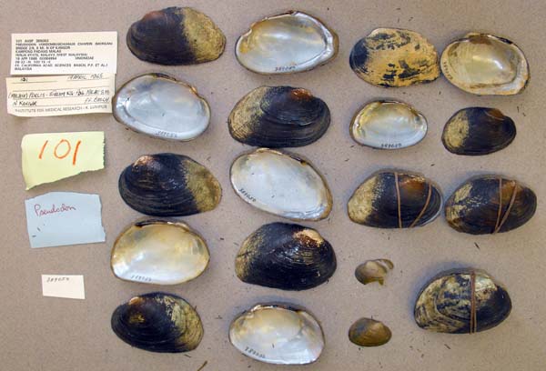 image of lot ANSP_389050