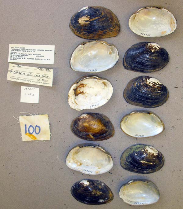 image of lot ANSP_389051