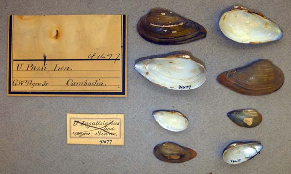 image of lot ANSP_41677