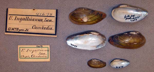 image of lot ANSP_41678