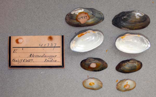 image of lot ANSP_41737