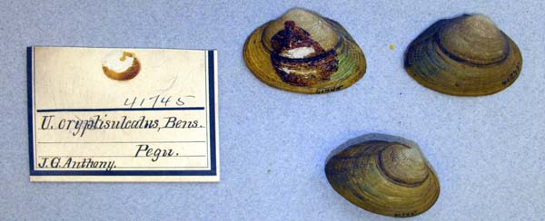 image of lot ANSP_41745