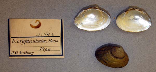 image of lot ANSP_41745