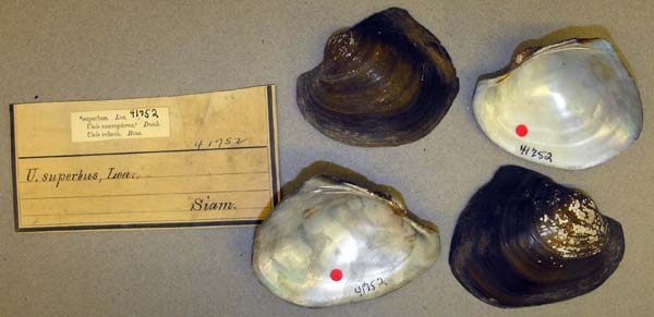 image of lot ANSP_41752