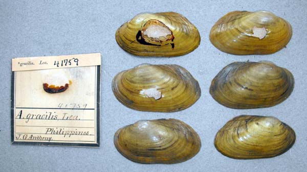 image of lot ANSP_41759