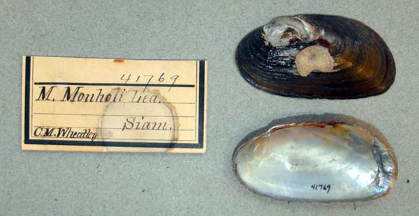 image of lot ANSP_41769