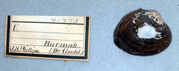 image of lot ANSP_41773