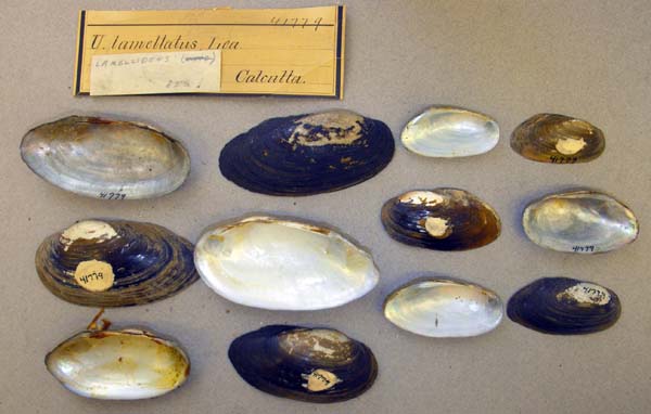 image of lot ANSP_41779