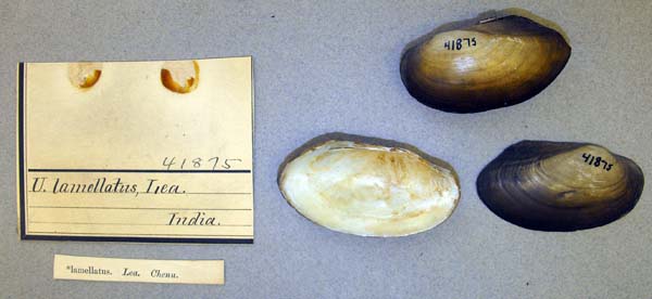 image of lot ANSP_41875