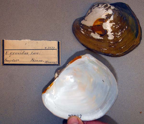 image of lot ANSP_47577