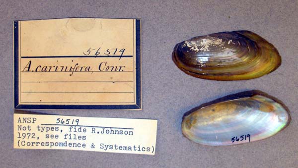 image of lot ANSP_56519