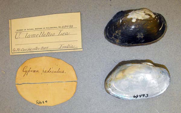 image of lot ANSP_68493