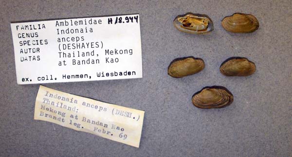 image of lot ANSP_H18944