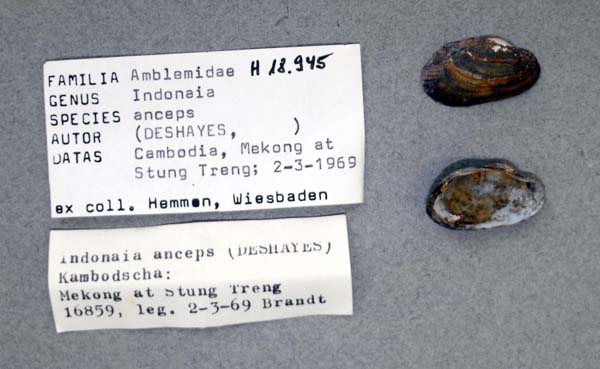 image of lot ANSP_H18945