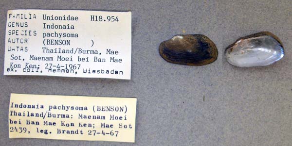 image of lot ANSP_H18954