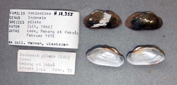 image of lot ANSP_H18955