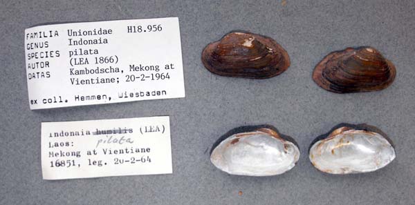 image of lot ANSP_H18956