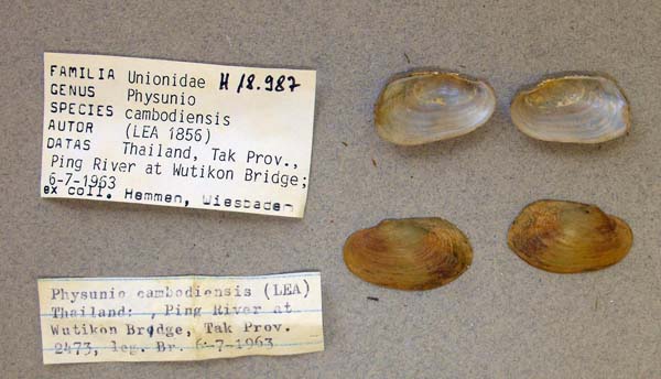 image of lot ANSP_H18987