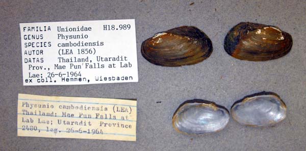 image of lot ANSP_H18989