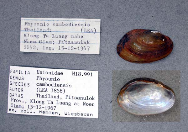 image of lot ANSP_H18991