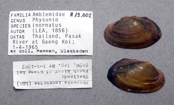 image of lot ANSP_H19002