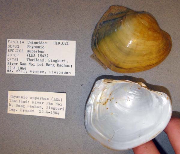 image of lot ANSP_H19021