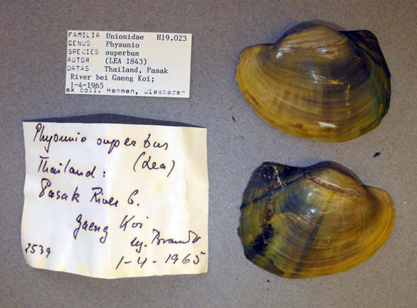 image of lot ANSP_H19023