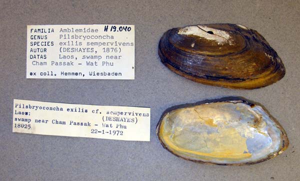 image of lot ANSP_H19040