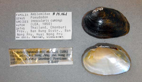 image of lot ANSP_H19061