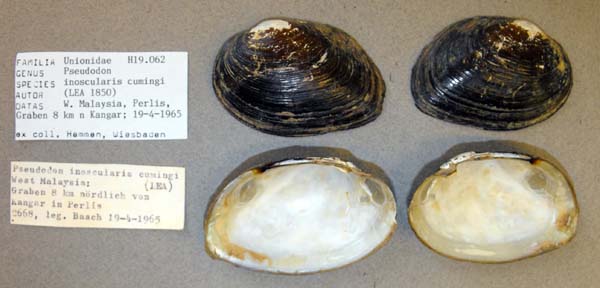 image of lot ANSP_H19062