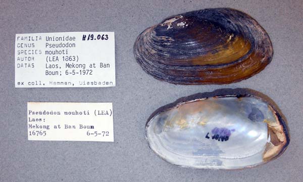 image of lot ANSP_H19063