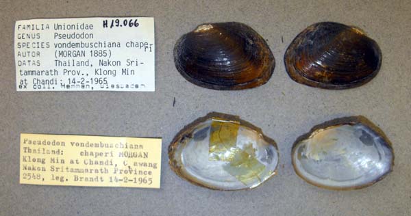 image of lot ANSP_H19066