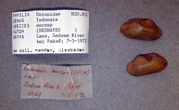 image of lot ANSP_H20851