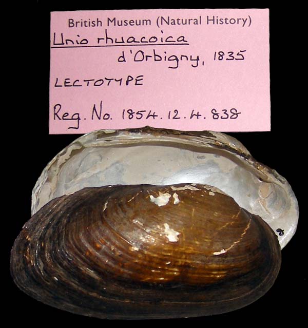 specimen